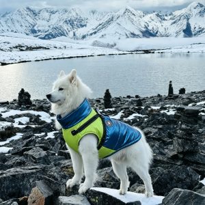 2-in-1 Dog Winter Coat with Built-in Harness, Waterproof Windproof Reflective Warm Jacket about 2