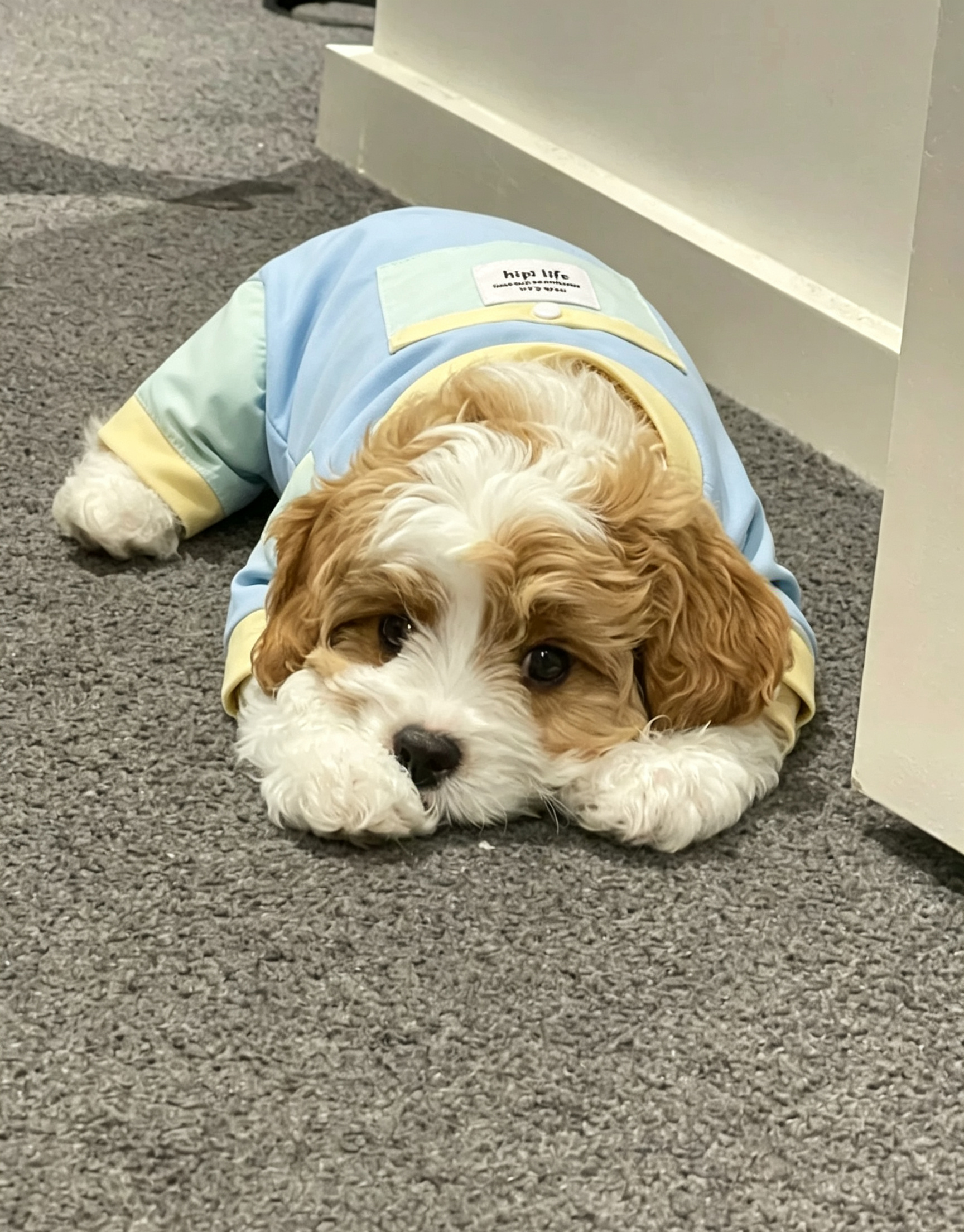 small medium dog cooling wear small medium dog cooling wear